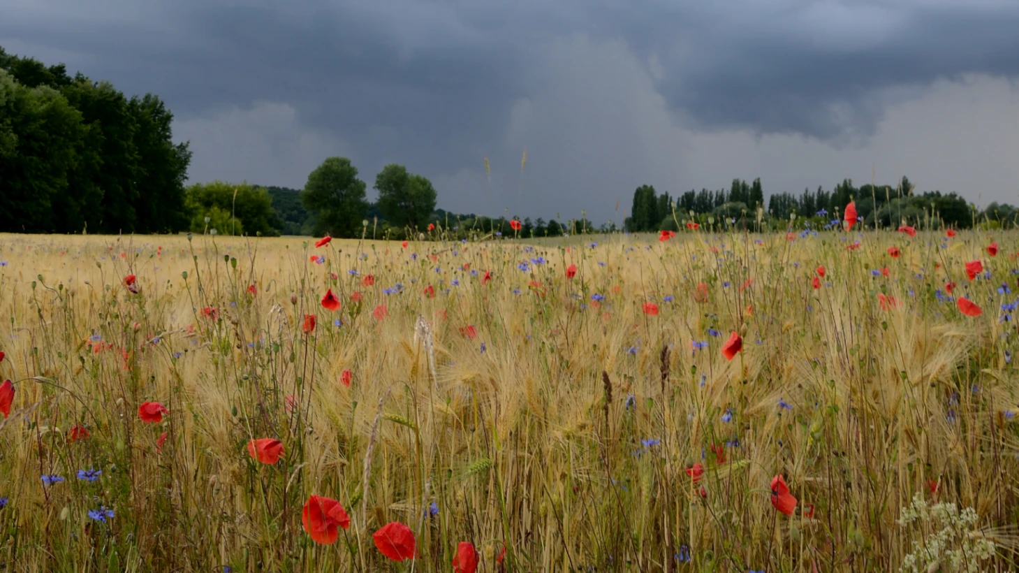 10 Ways AI Helps in Severe Thunderstorm Warnings